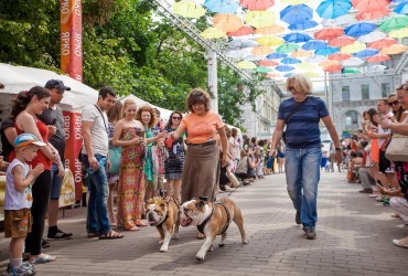 The first parade of English bulldogs in St. Petersburg